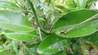 アゲハチョウの3齢幼虫と4齢幼虫