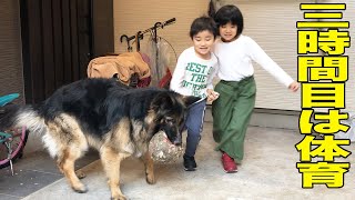 頑張ろう日本！臨時休校中でも、勉強も運動も、シェパード犬マックもお付き合い【VLOG】