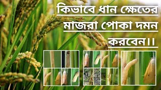 How to control rice stem borer in paddy field || কিভাবে ধান ক্ষেতের মাজরা পোকা দমন করবেন