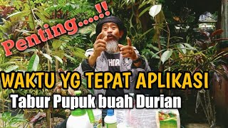 WAKTU APLIKASI PUPUK PERANGSANG BUAH YG TEPAT AGAR BERHASIL. #DURIAN