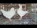 sada king kobutor। সাদা কিং কবুতর। shorts short viral shortvideo pigeon pigeonlover 2023