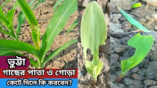 ভুট্টা গাছের কচি পাতা ও গোড়া কেটে দিচ্ছে কি করবেন? | Maize Insects