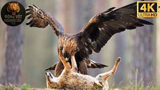 The Wild Alps | Where Only the Strong Survive - Animal World