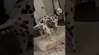 Dalmatian puppy goes back to being bad after hanging up the phone with grandma￼