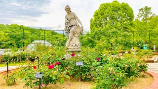 4K Japan Walk - Beautiful Japanese Garden | Rose Garden in Nagoya (東山動植物園)