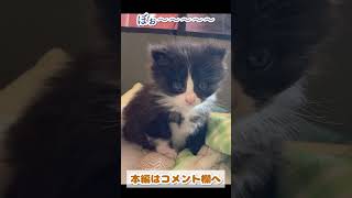 爆睡したらホームベースみたいな寝癖がついちゃった子猫 #shorts