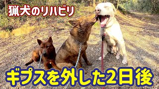 猟犬カシンのギプスを外して２日目の散歩の様子