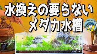 【アクアリウム】水換えの要らないメダカ水槽（植栽と立ち上げ後の経過観察。冬でも室内でメダカを飼おう）