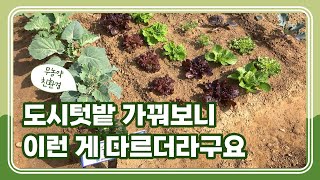 도시텃밭을 가꾸면 얻게 되는 것들 [텃밭가꾸기효과/도시텃밭/텃밭가꾸기초보/주말텃밭/초보농부]