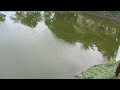 stocking of carp seeds in nursery pond