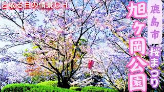 【佐賀県】旭ヶ岡公園 ～桜まつり開催の春の季節～【鹿島市】#花々ｿﾞｰﾝ