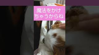 夢の中で不思議な魔法を使った可愛いキャバリア(Cute cavalier using mysterious magic in a dream)