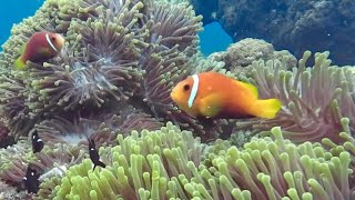 Snorkeling on Ukulhas (Maldives) West / bikini beach