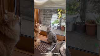 ニャルソック中の妹猫with乱入してくる兄猫with弟猫　#cat#catlover #cats #kitten #cute #猫#猫動画 #猫のいる暮らし #猫好きさんと繋がりたい #猫のいる生活