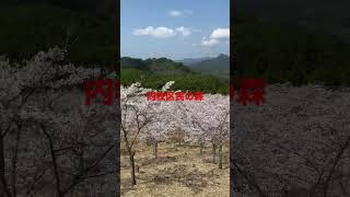 内牧区民の森　桜　奈良県　宇陀市　榛原