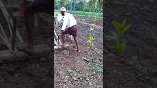 Arecanut plant cultivation #arecanut #cultivation #plant ಅಡಿಕೆ ಸಸಿ