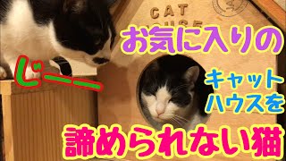 大好きなキャットハウスを取られちゃったけど諦められない猫が可愛い♡ A cat taken by another cat to a favorite cathouse is cute❤️