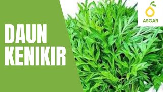 Teh Herbal Daun Kenikir Kering Obat Anti Kanker Ala Amanta Segar