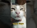 আমার বিড়াল funnyvideo cat hopcat catfunny catlover hiphop catvideos funnycatvideos funny