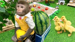 Smart Baby Monkey Bim Bim goes to harvest fruit to make food for the five little ducklings