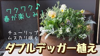 春が楽しみ♪チューリップ、ムスカリのダブルデッガー植え