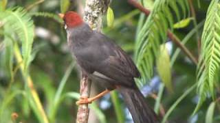 Spectacled Laughingthrush.m4v