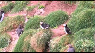 Puffins at Fowelsheugh Bird Reserve in Scotland