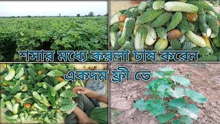 শসার মধ্যে করলা চাষ করবেন কী ভাবে !! #শসা #করলা_চাষ#farming