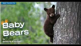 Baby Bears read aloud