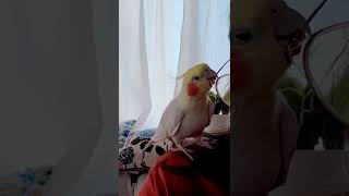 [オカメインコ]落としたでしょ？！