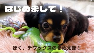 【チワックス子犬】生後３ヶ月のわんこが我が家にやってきた！