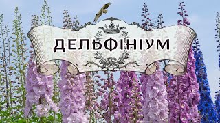 Дельфініуми – королі саду: різновиди, секрети догляду та розкішні сорти#delphinium#дельфініум