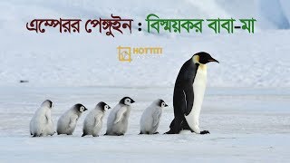 পেঙ্গুইন : বিস্ময়কর বাবা-মা