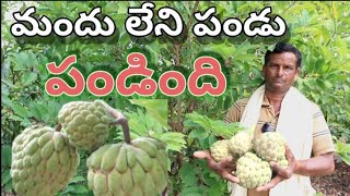 natural custard apple farming in telugu- మలబరితో 3 లక్షలు వచ్చినవి, మందు లేకుండా సీతాఫలం పండింది