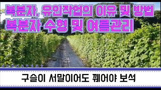 복분자 유인작업의 이유 및 방법, 복분자 수형 및 여름관리 / 구슬이 서말이라도 꿰어야 보석