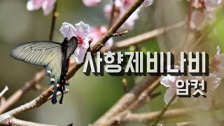 계곡길에서 만난 사향제비나비 암컷