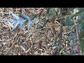 eucalyptus globulus subsp. globulus part 2 and eucalyptus sideroxylon red ironbark