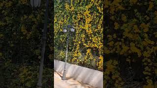 Beautiful Yellow Flowers on Creeper | മനോഹരമായ മഞ്ഞ പൂക്കളുള്ള ലത. The natural scenery.