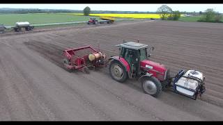 Kartoffellægning | Massey Ferguson 7718 s with loader + 8130 | ScanStone | Gamst Maskinstation