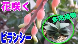 【多肉植物】幅広ピランシー・ピランシー・ねじれピランシー(ガステリア)花が咲きました。ひょっとこみたいで😊😊かわいい。かわいい。