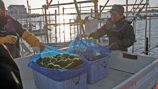 7年ぶりに出荷再開　松川浦の青ノリ