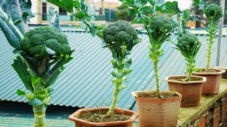 Transform Your Balcony into A Cauliflower Paradise With This Simple Technique