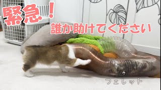 【緊急】フェレットを追いかけてうっかりハマってしまったコーギー子犬