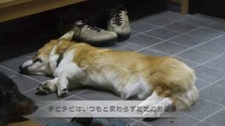 2016　忠犬コーギー【コーギー三兄弟】