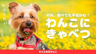 わんこにキャベツはあげても大丈夫？