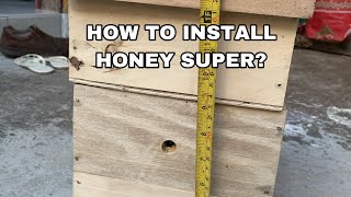 Stingless Beekeeping Business How it Works: How to Install Honey Super