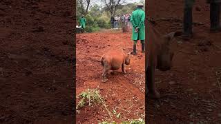 Baby Rhino rescued from leopard attack #rhino #rescue #animals #wildlife