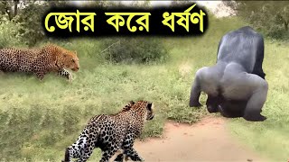 গরিলা সম্পর্কে এসব তথ্য জানলে আপনিও অবাক হবেন Facts about gorilla