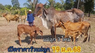 เปิดราคาวัวเเม่ลูก 3 โคม (19ม.ค.68)สาวเต็ม บ.ยางเครือ จ.อำนาจเจริญ