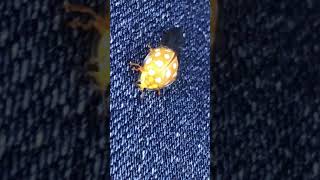 The injured Seven Star Ladybug flew into the car!七星瓢虫好像翅膀受伤了！